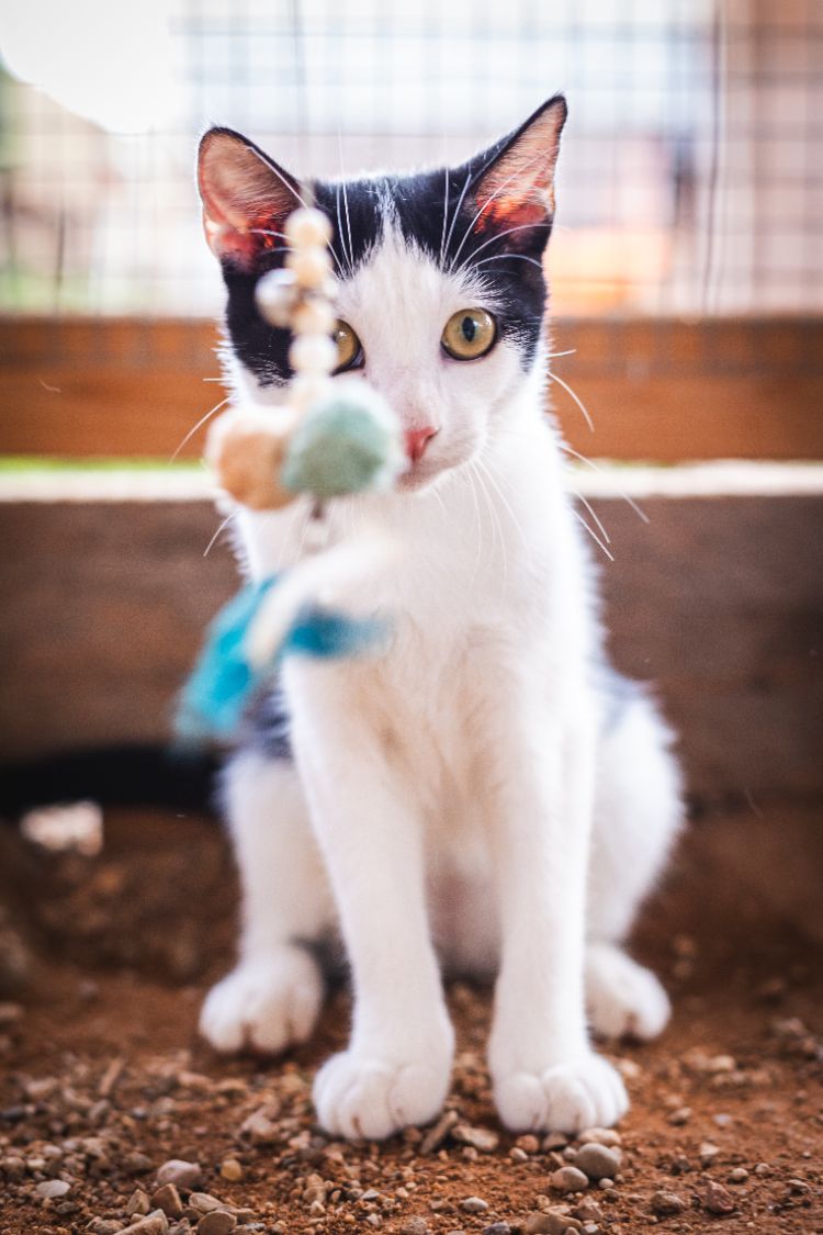 les accessoires indispensables pour catio confort et stimulation
