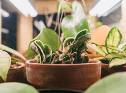 reconnaître le stress hydrique des plantes les signes à ne pas ignorer
