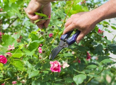 astuces de taille des rosiers pour plus de fleurs