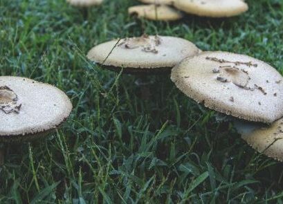 causes des champignons dans la pelouse