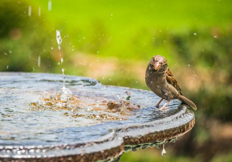 comment tuer les algues dans un bain d'oiseaux et préserver la sécurité et la santé de la faune ailée