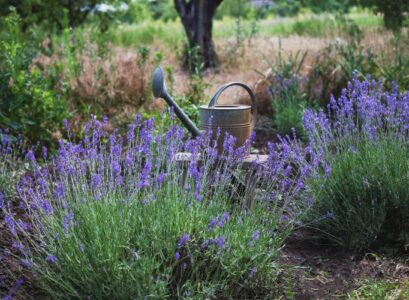 de la lavande contre les pucerons au potager