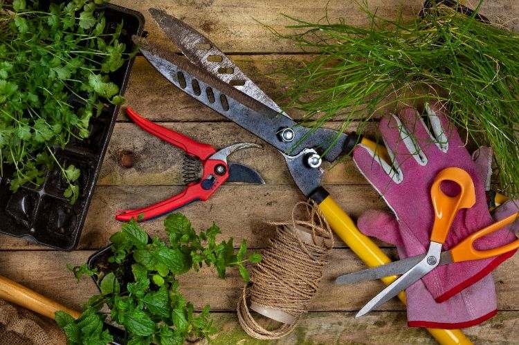 désinfecter les outils de jardin 2025
