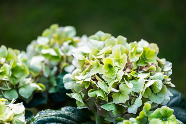 entretien hortensia 2025