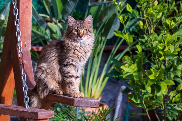 la plateforme de grimpe et le hamac sont parmi les éléments indispensables dans un catio bien conçu