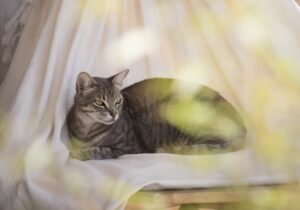 le-hamac-est-un-ajout-luxe-pour-votre-chat