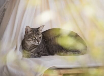 le-hamac-est-un-ajout-luxe-pour-votre-chat