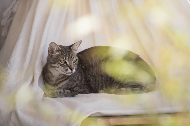 le-hamac-est-un-ajout-luxe-pour-votre-chat