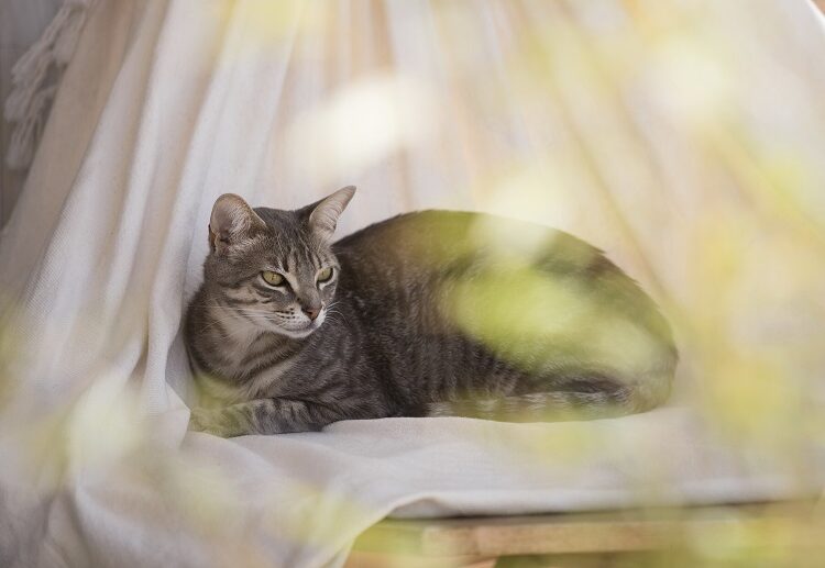 le-hamac-est-un-ajout-luxe-pour-votre-chat