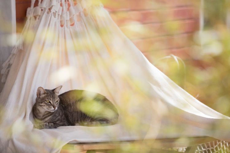 le hamac un ajout luxe pour votre chat