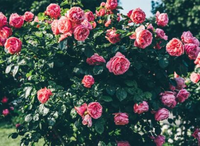 l’emplacement idéal des rosiers promet un jardin luxuriant et des floraisons spectaculaires