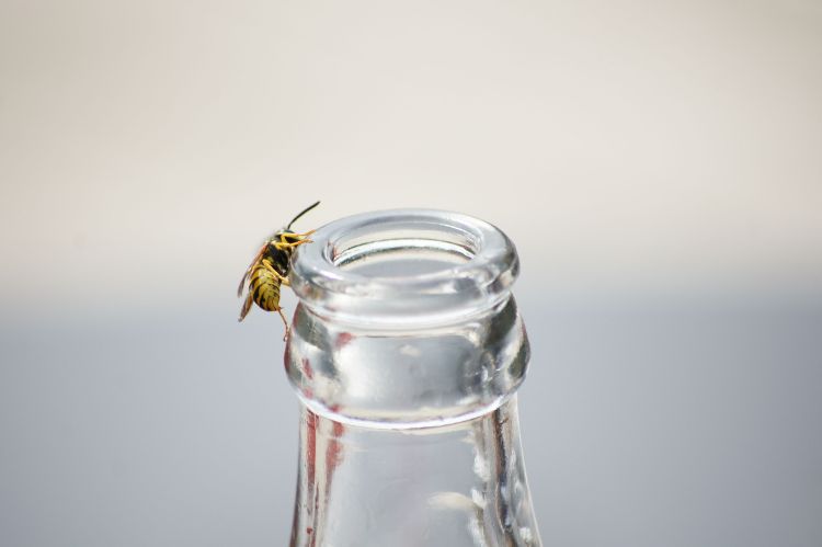 les guêpes sont attirées par l'eau