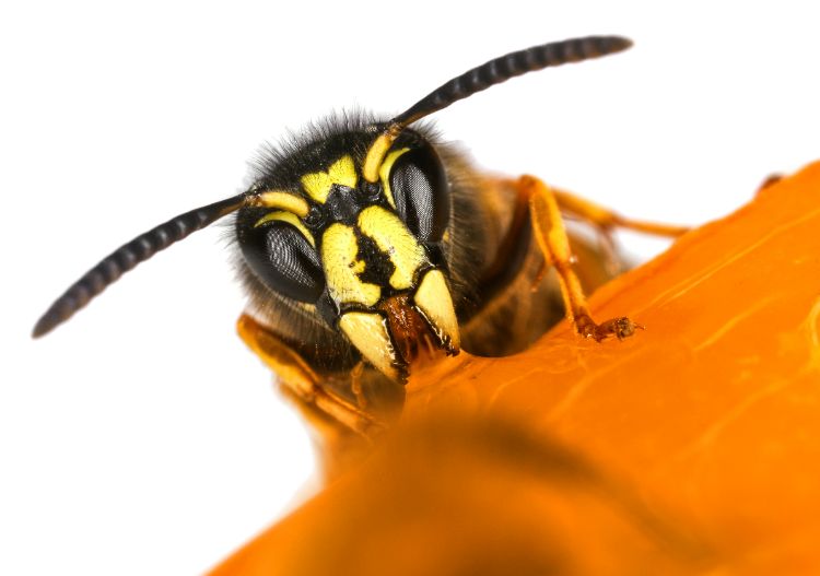 les matières synthétiques attirent les guêpes