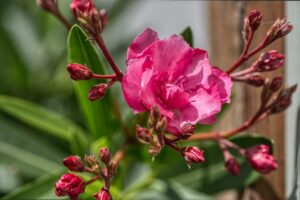 quel engrais naturel laurier rose choisir