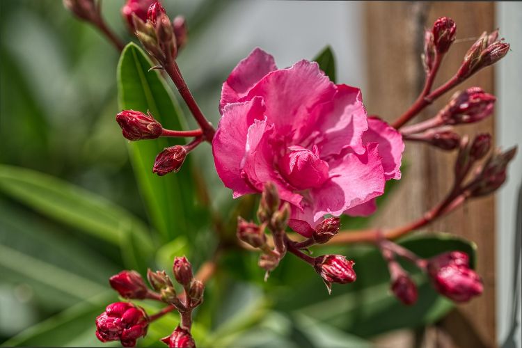 quel engrais naturel laurier rose choisir