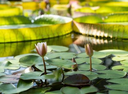 quelles sont les meilleures plantes flottantes pour bassin