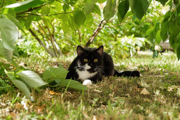 quelles sont les plantes sans danger pour les chats dans un catio