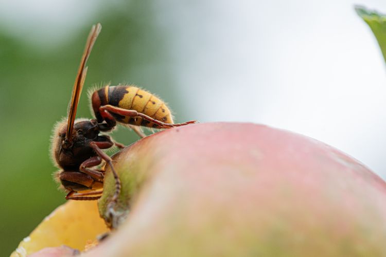qu'est ce qui attire les guêpes dans le jardin