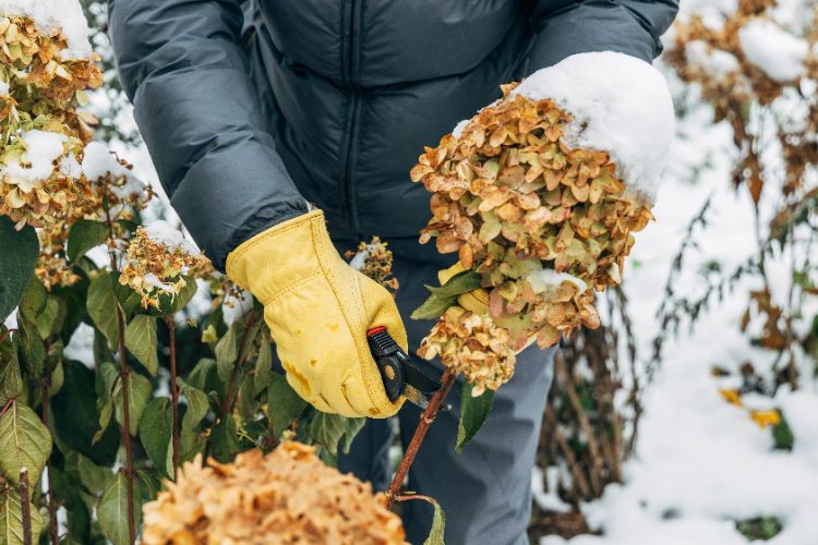 sauver un hortensia gelé