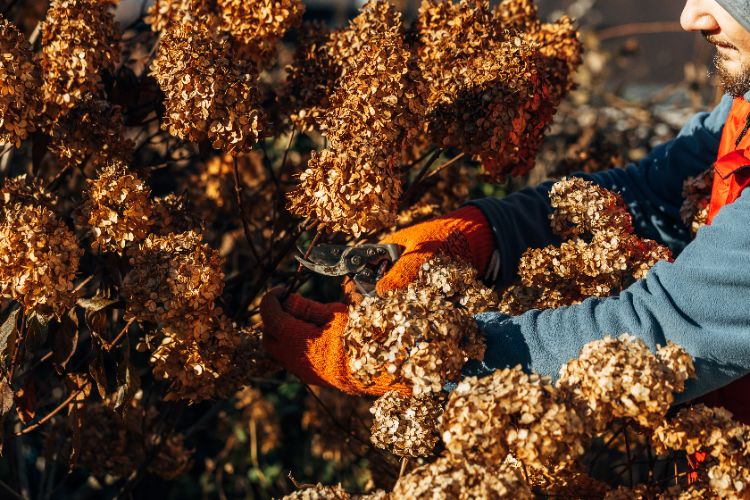 tailler un hortensia qui a gelé au printemps