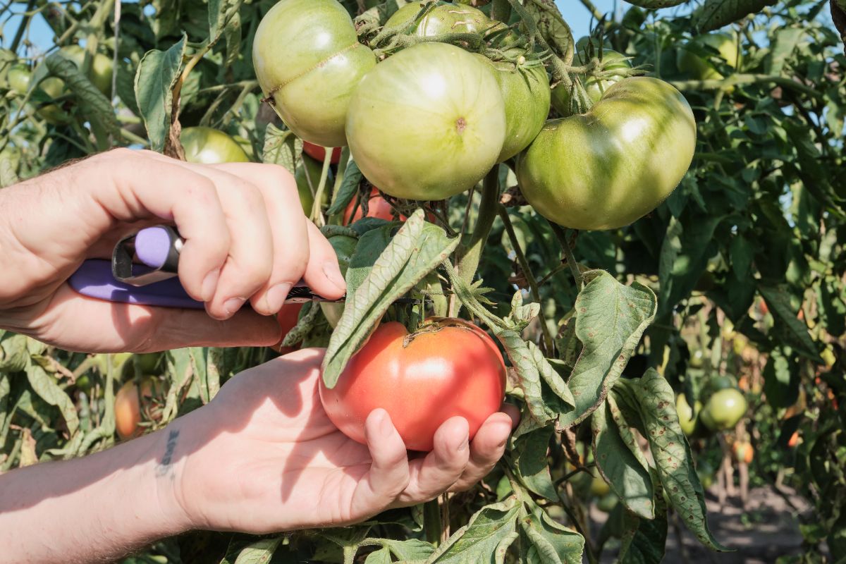 Comment sauver un plant de tomate aux feuilles enroulées