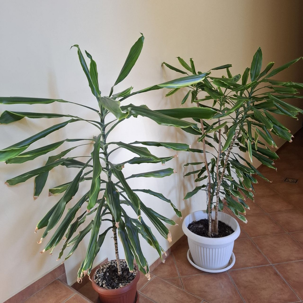 Conseils professionnels pour retrouver un Dracaena en pleine santé