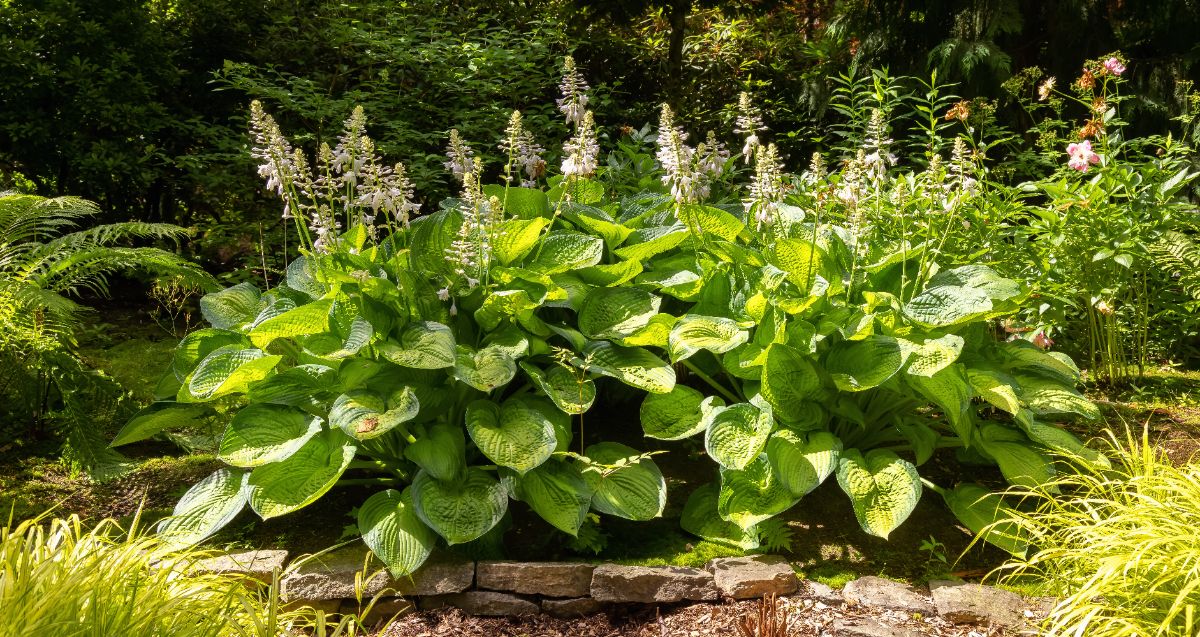 Feuilles des hostas brûlées par le soleil- que faire
