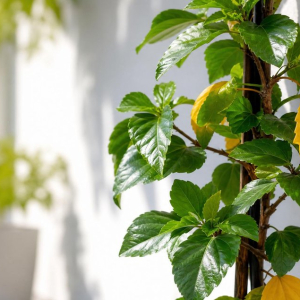 Feuilles jaunes de l’hibiscus-maladie ou simple caprice de la plante