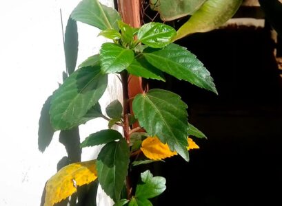 Feuilles jaunes de l’hibiscus-maladie ou simple caprice de la plante