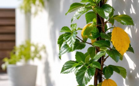 Feuilles jaunes de l’hibiscus-maladie ou simple caprice de la plante