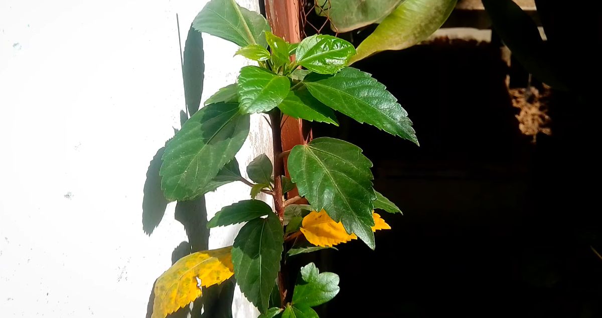 Feuilles jaunes de l’hibiscus-maladie ou simple caprice de la plante