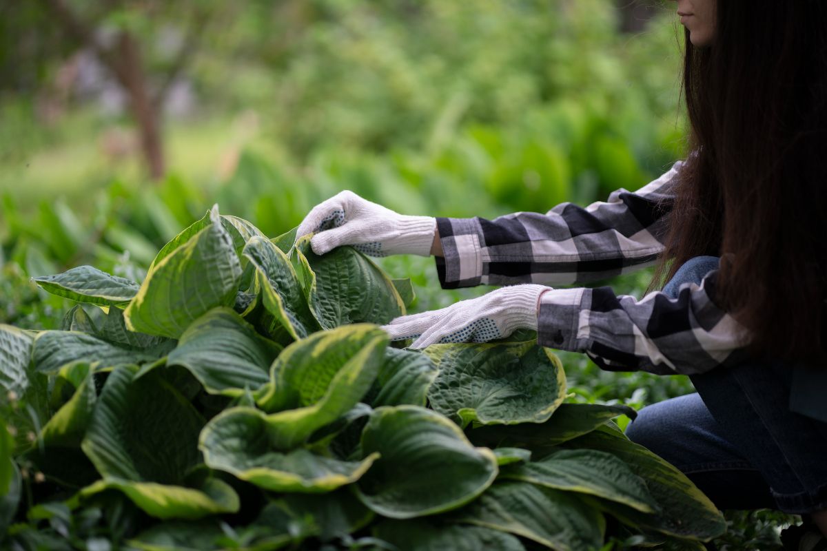 Jaunissement des feuilles des hostas en été-causes et remèdes
