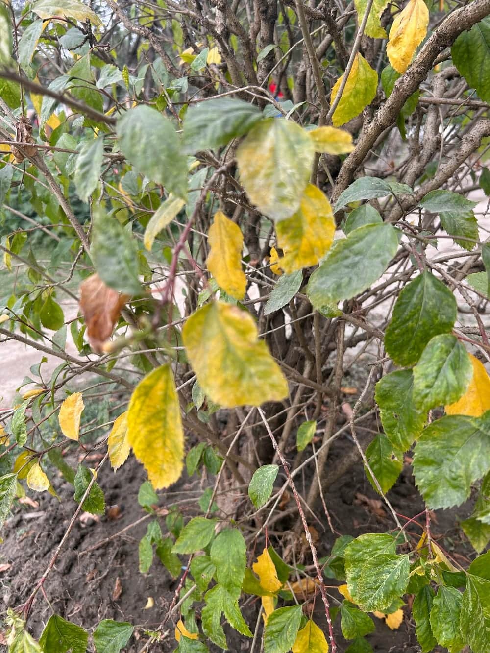 Le pH du sol et les maladies fongiques peuvent être la cause des feuilles jaunes de l'hibiscus