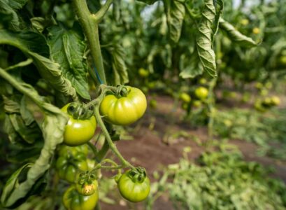 Le phénomène des feuilles de tomates enroulées