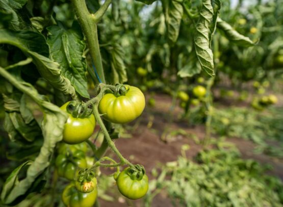Le phénomène des feuilles de tomates enroulées