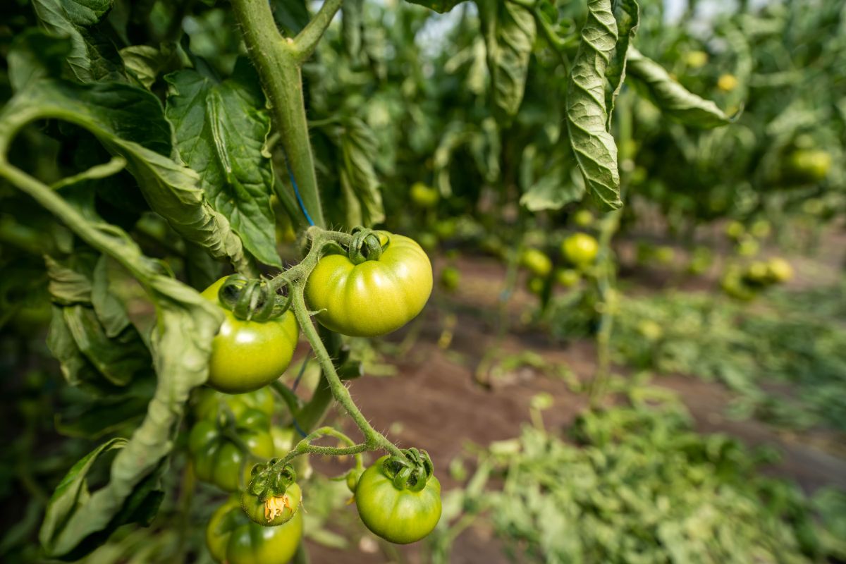 Le phénomène des feuilles de tomates enroulées