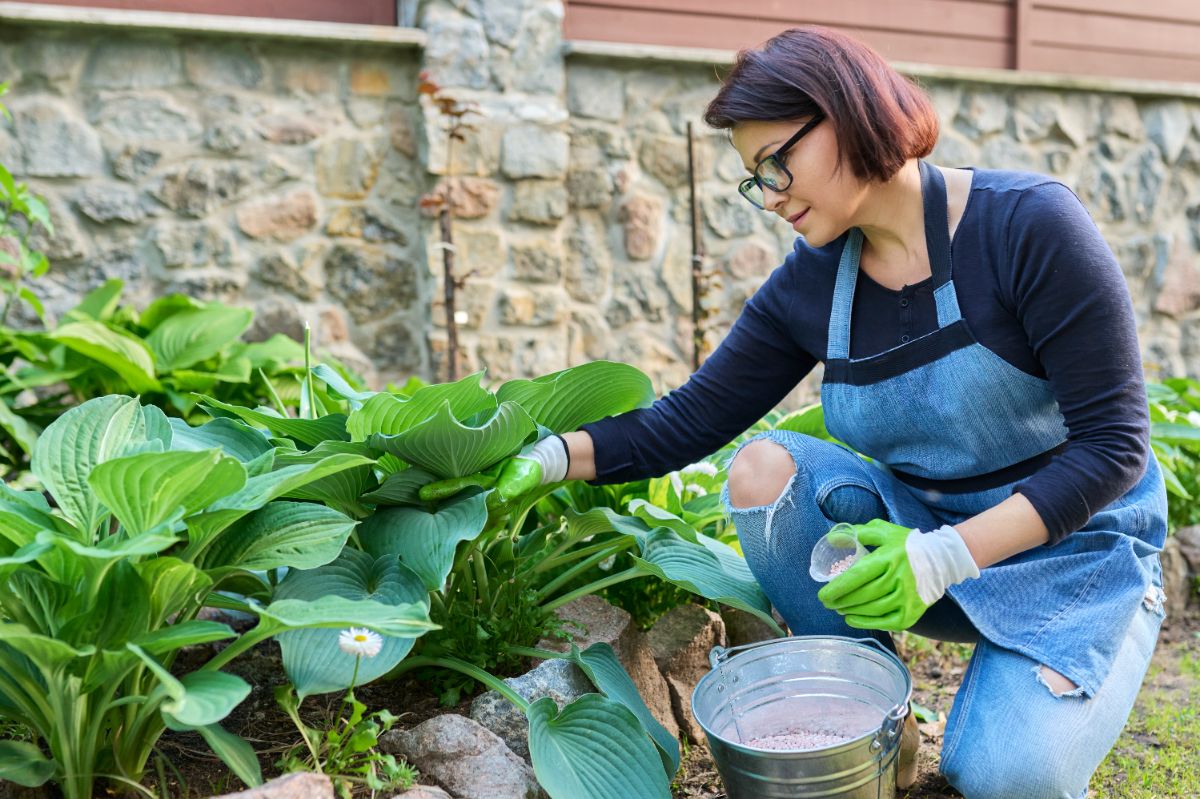 Nos astuces pour des hostas magnifiques tout l’été