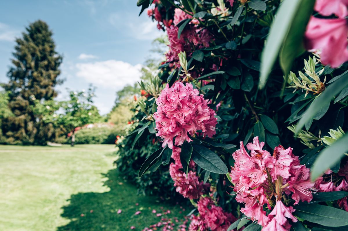 Pourquoi le rhododendron est-il dangereux pour les chiens