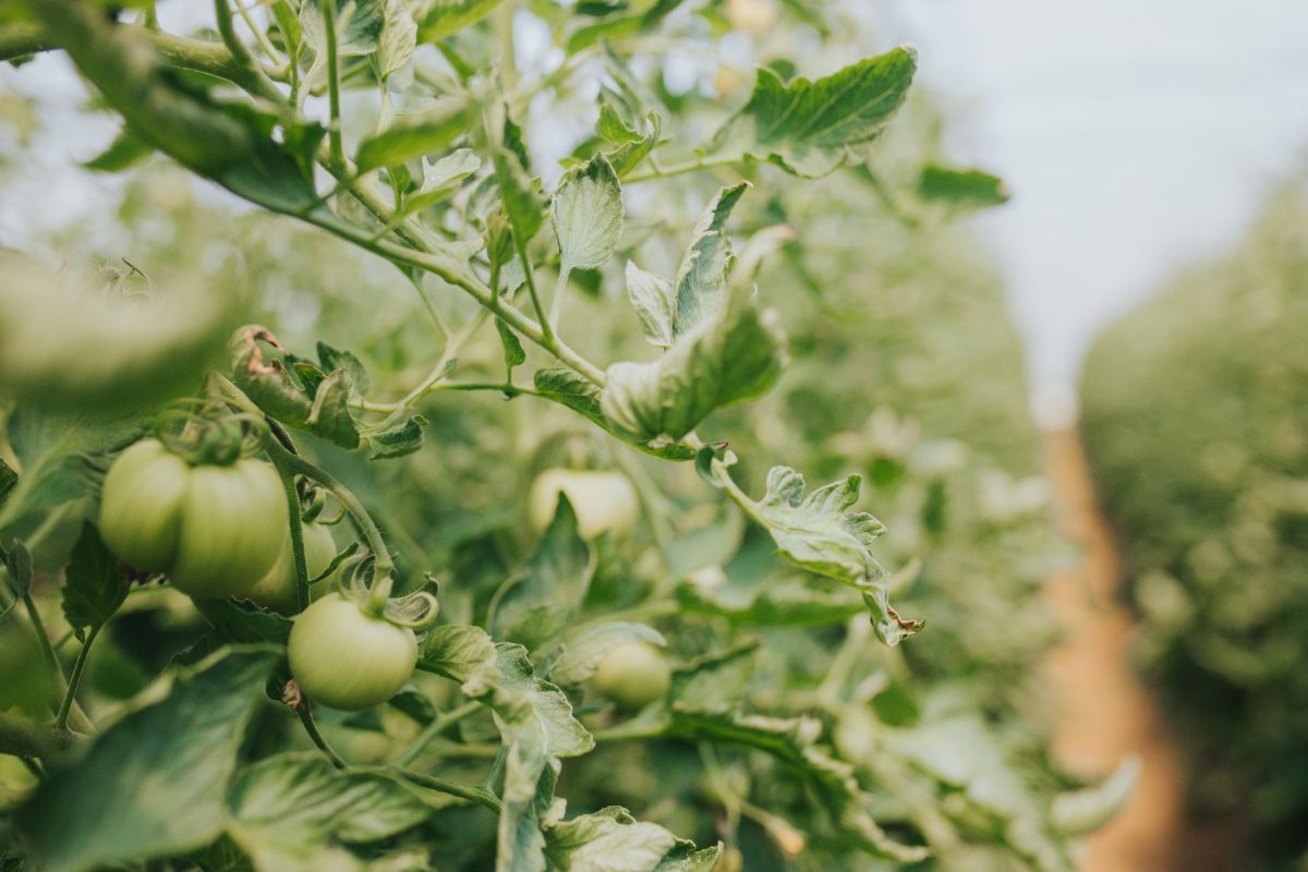 Pourquoi les feuilles de tomates s’enroulent-elles