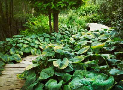 Règles d'or pour bien entretenir les hostas en été