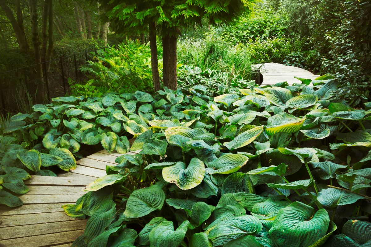Règles d'or pour bien entretenir les hostas en été