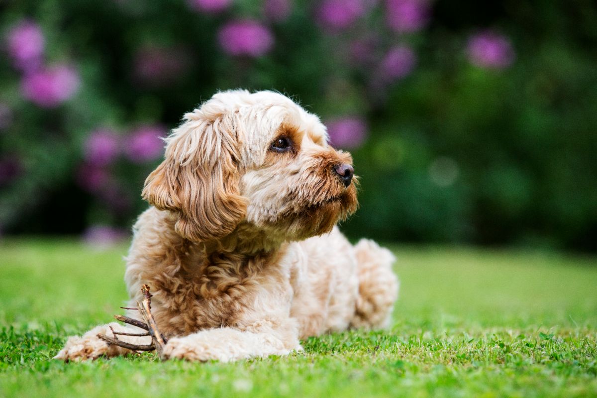 Symptômes à surveiller comment reconnaître un empoisonnement au rhododendron chez le chien