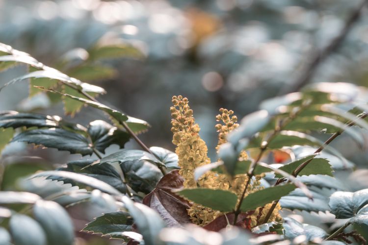 arbuste à épines, mahonia à feuillage persistant