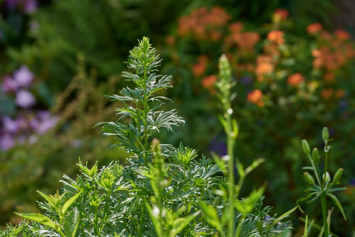 artemisia vulgaris ou armoise-une plante pollinisatrice avec un pic allergénique élevé en été