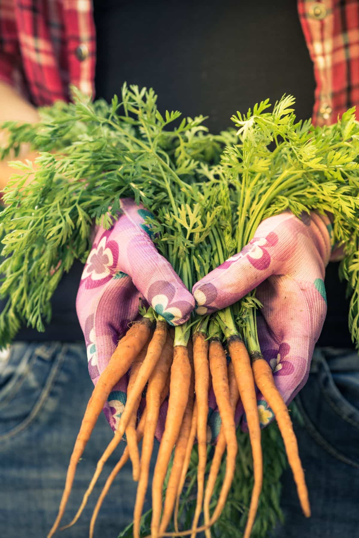 causes fréquentes pour que les carottes restent petites et fines