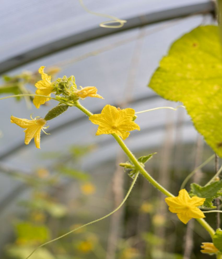 comment distinguer les fleurs mâles des femelles