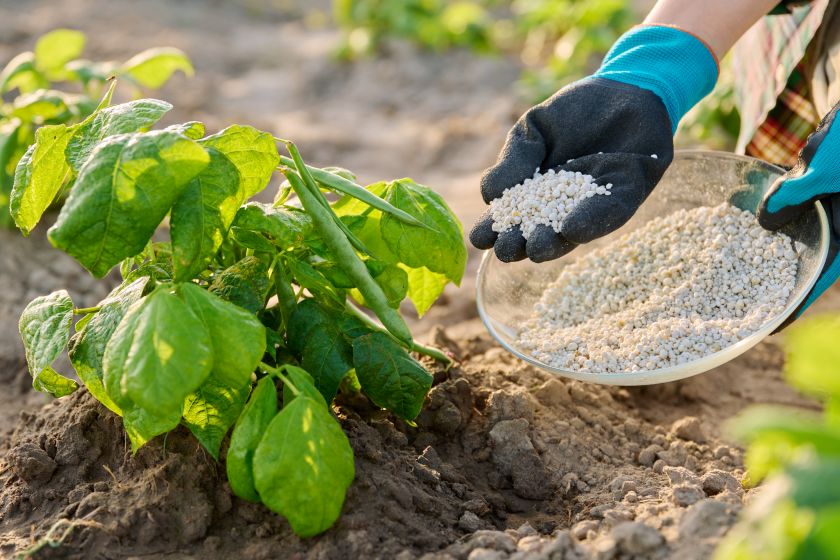 comment enlever l'excès d'engrais dans le sol