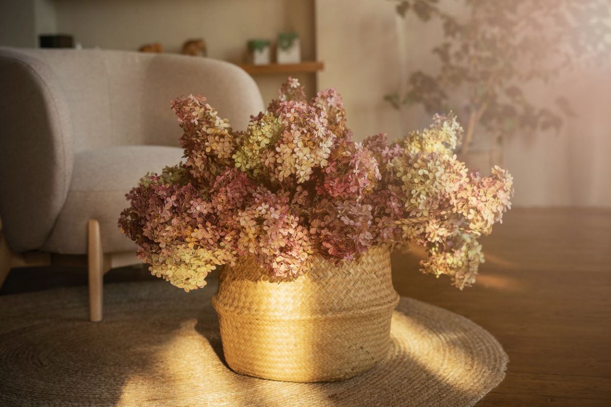 comment faire une belle déco de saison avec les fleurs d’hortensia séchées