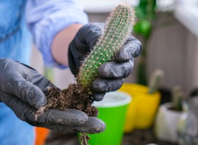 comment sauver un cactus mou