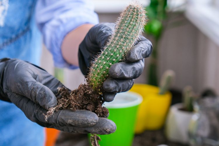 comment sauver un cactus mou